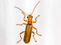 Cantharis cryptica